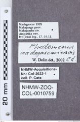 Etikette zu Phedomenus (Domenephus) madagascariensis (NHMW-ZOO-COL-0010759)